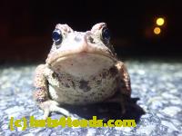 /home//u458753944/public_html/sourcegallery//////Roxborough Toad Detour/2022/2022-03-17/P3170889.JPG
